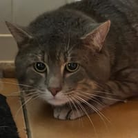 Silver, chat à adopter