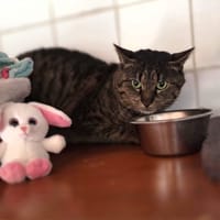CACAO, chat à adopter
