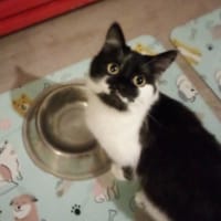 ATHENA, chatte à adopter