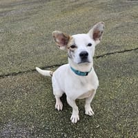 DUMBO, chien à adopter
