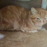 ROUQUIN, chat à adopter