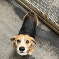 TIPLOUF, chien à adopter