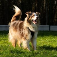 YUKA OAA19929, chienne à adopter