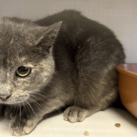 TORTIE, chatte à adopter