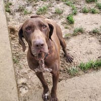 PUMBA, chien à adopter