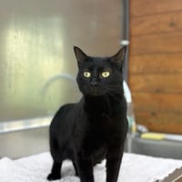 Alba, chatte à adopter