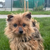 Dixi, chien à adopter
