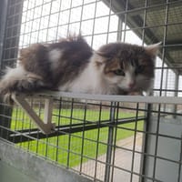 Tolstoï, chatte à adopter