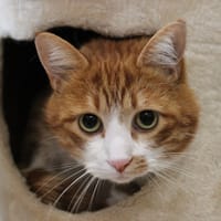 CHIPS, chat à adopter