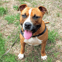 UMAKE, chien à adopter