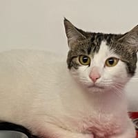 MARGUERITE, chatte à adopter