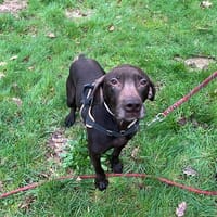 Figue (réservé), chien à adopter