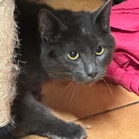 BLUE, chatte à adopter