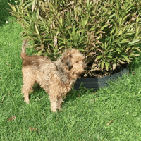 BARNABE, chien à adopter