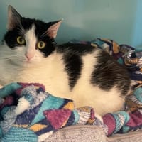 CLEO, chatte à adopter