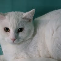 NONO HAB17523, chat à adopter