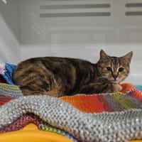 Foly, chatte à adopter