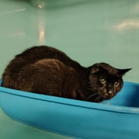 CALI, chatte à adopter