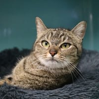 KAREN HAB17514, chatte à adopter