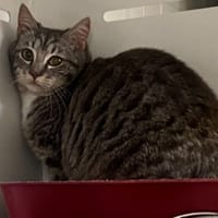 MISHA, chat à adopter