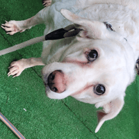 CHIHIRO, chienne à adopter