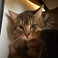 Scratch, chat à adopter