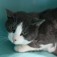 TWIST HAB17520, chat à adopter