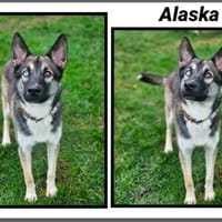 ALASKA (Réservé), chien à adopter