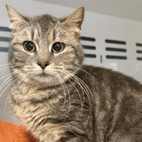 Misty, chatte à adopter