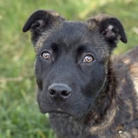 A'CEZAR, chien à adopter