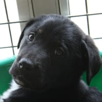 MAA 3601, chien à adopter