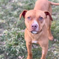 Oliver CAA14844, chien à adopter