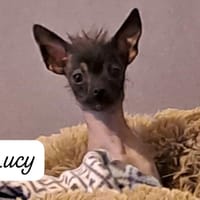 Lucy, chienne à adopter