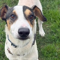 Barket, chien à adopter