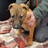 AVEREL, chien à adopter