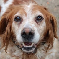 Alouette, chienne à adopter