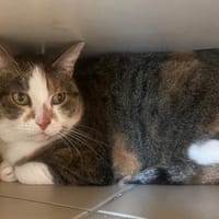 JOY, chatte à adopter