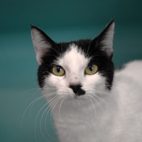 Mikado, chatte à adopter