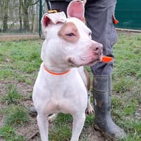 pacman, chien à adopter