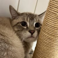 Saphir, chat à adopter