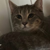 ZOUM, chatte à adopter