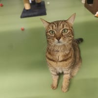 CYBELE, chatte à adopter