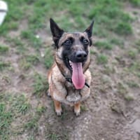 KIPI, chienne à adopter