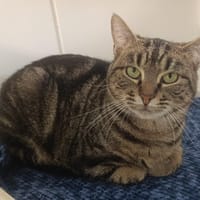 KUMA, chatte à adopter