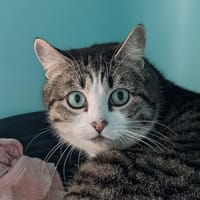 Shadow, chatte à adopter