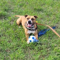 NALA, chienne à adopter