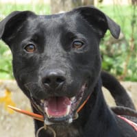 SOURIRE, chienne à adopter