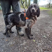 BABAR, chien à adopter