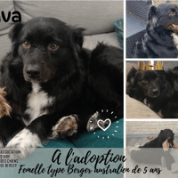 Ava, chienne à adopter