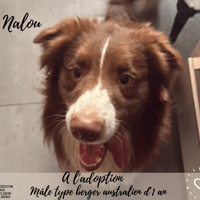 Nalou, chien à adopter